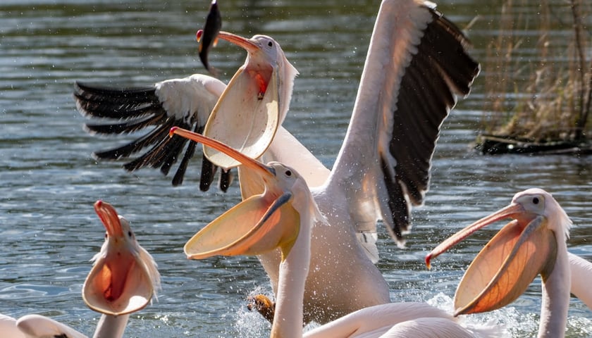 Pelikany z wrocławskiego zoo wróciły już na staw