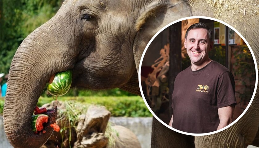 Kolaż 2 zdjęć: w kółku dr Damian Konkol,  specjalista ds żywienia zwierząt we wrocławskim zoo, w tle słonica Birma