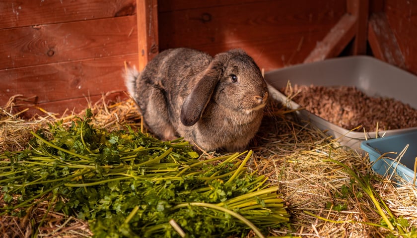 Otwarty Dzień Adopcyjny w Ekostraży - 15.03.2025