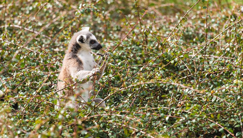 Lemur katta wypatruje wiosny
