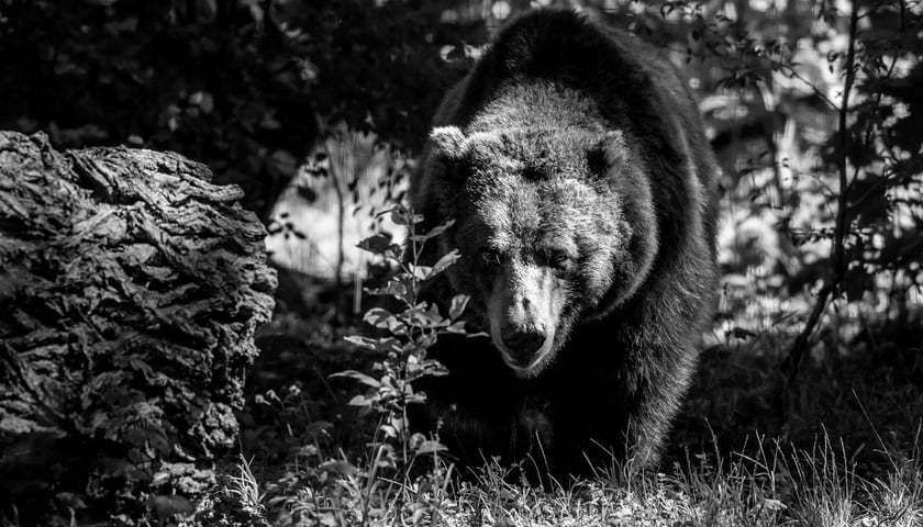 Niedźwiedzica Brunatna Myszka z wrocławskiego zoo. Żyła 32 lata.