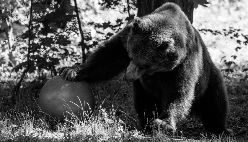 Niedźwiedzica Brunatna Myszka z wrocławskiego zoo