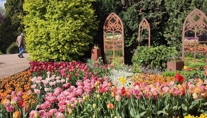 Festiwal Tulipanów w Ogrodzie Botanicznym 2024