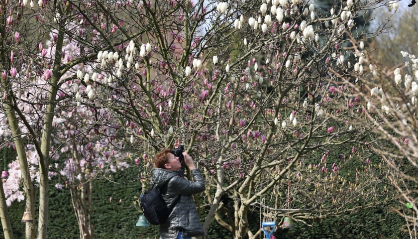 Festiwal Magnolii w Ogrodzie Botanicznym 2024