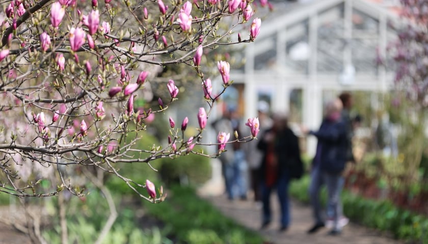 Festiwal Magnolii w Ogrodzie Botanicznym 2024