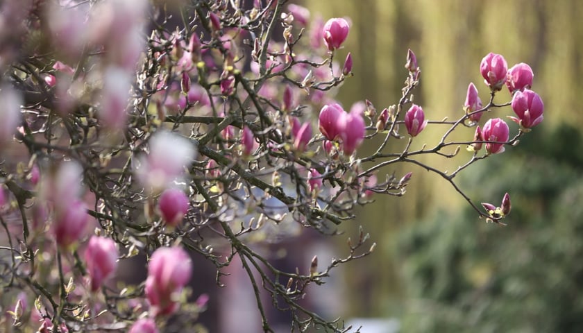 Festiwal Magnolii w Ogrodzie Botanicznym 2024