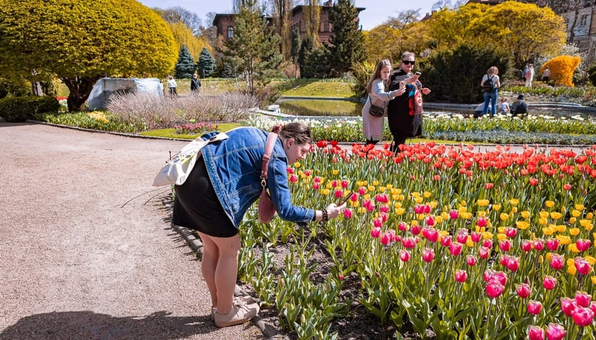 Festiwal Tulipanów w Ogrodzie Botanicznym 2024