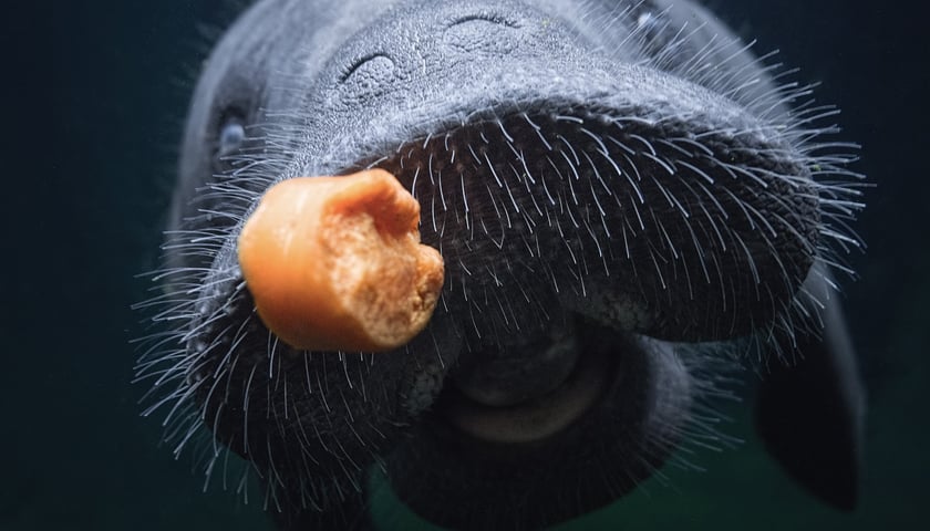 Manat z wrocławskiego zoo
