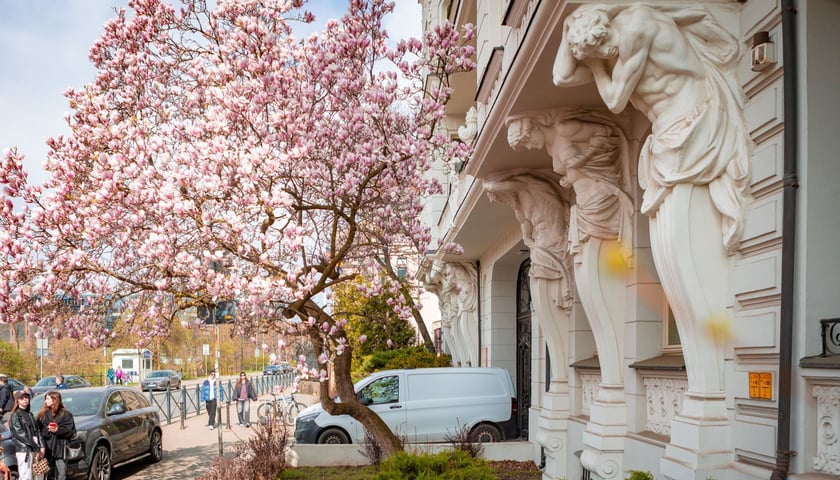 Magnolia na Podwalu