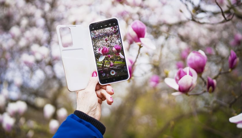 Festiwal Magnolii w Ogrodzie Botanicznym