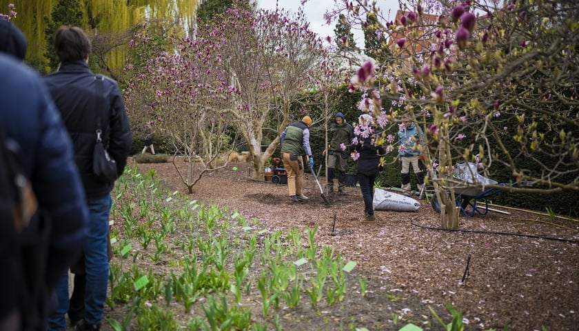 Festiwal Magnolii w Ogrodzie Botanicznym