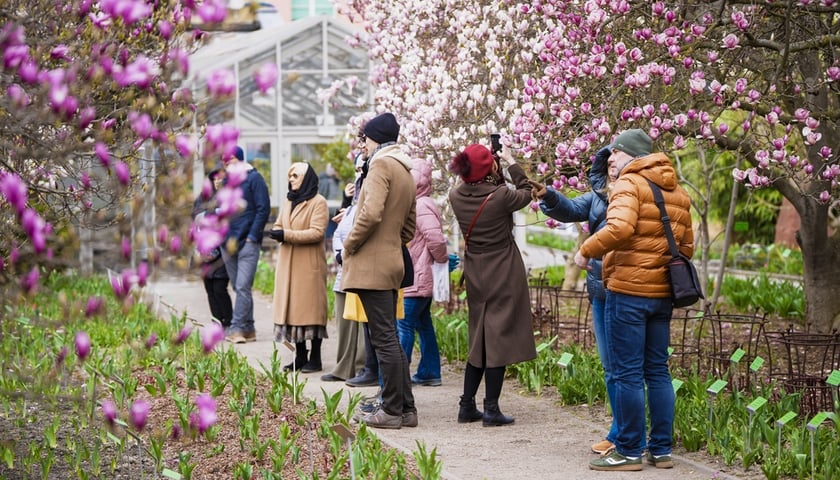 Festiwal Magnolii w Ogrodzie Botanicznym UWr. Na zdjęciu spacerujące osoby między kwitnącymi jasno drzewami magnolii