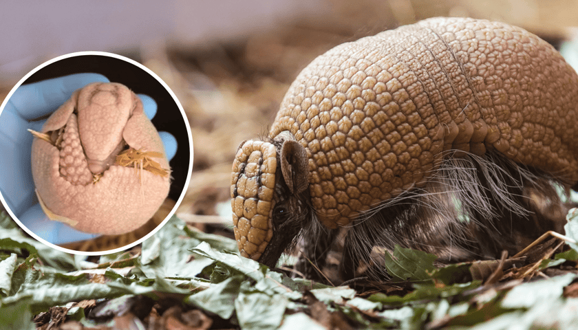 Kolaż dwóch zdjęć: w tle pancernik bolita południowa (zdjęcie ilustracyjne), w kółku  maluch tego gatunku, który niedawno przyszedł na świat w zoo we Wrocławiu