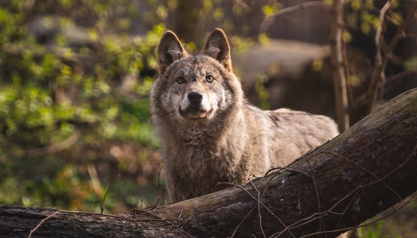 Wilk Miłek, który zamieszkał niedawno we wrocławskim zoo