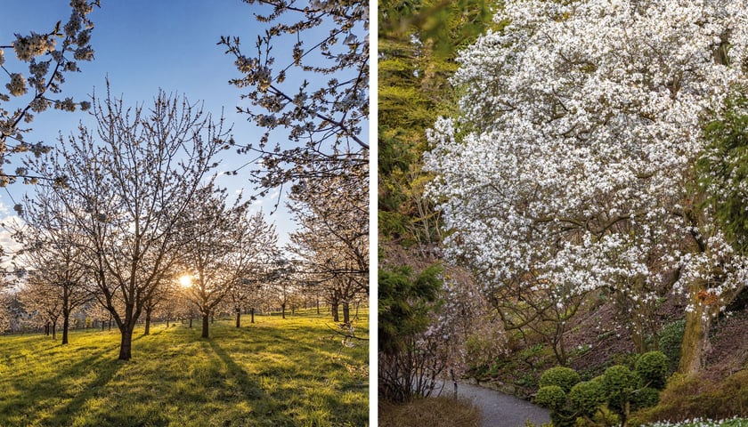 Kwitnący na biało czereśniowy sad i kwitnąca magnolia japońska w Arboretum Wojsławice
