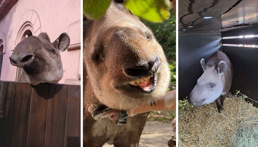 Na trzech zdjęciach tapirzyca Sara z wrocławskiego zoo, która wyjechała do Francji, gdzie dołączy do innych tapirów