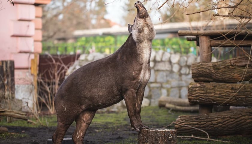 <p>Tapirzyca Sara we wrocławskim zoo</p>