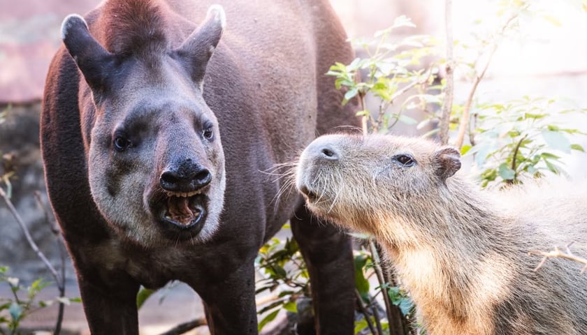 <p>Tapirzyca Sara we wrocławskim zoo</p>
