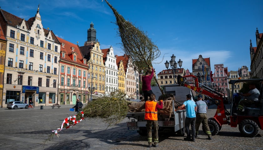 Sadzenie drzew na Rynku we Wrocławiu