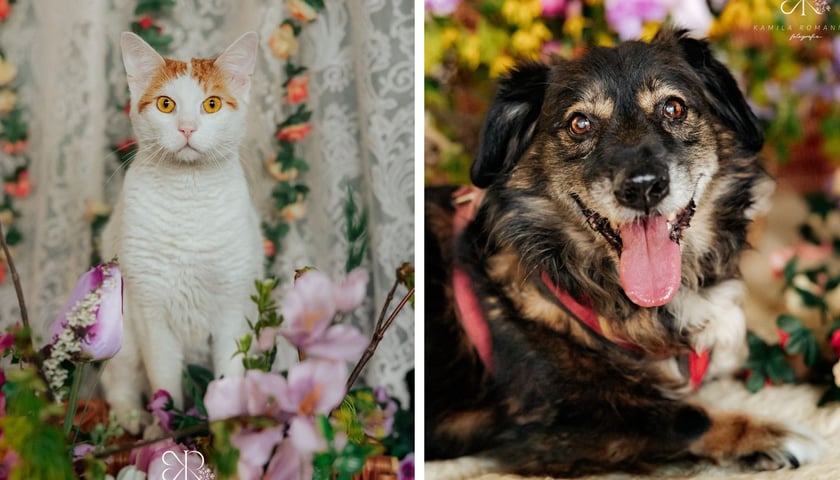 Z lewej kot Zefir, z prawej pies Dobi (m.in. te zwierzaki czekają na adopcję z wrocławskiego schroniska).