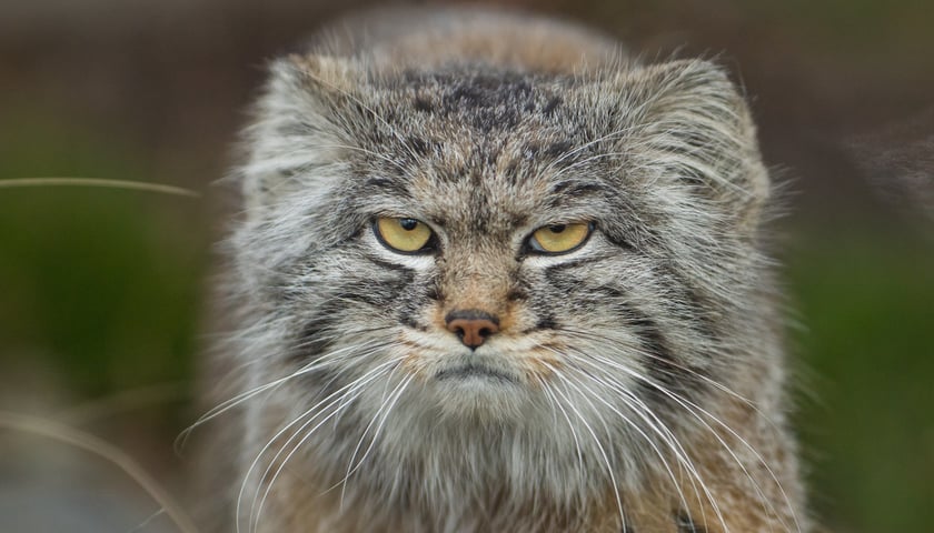 Manul stepowy o imieniu Kubi