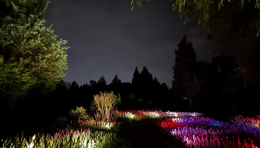 <p>Iluminacje tulipan&oacute;w nocą w Ogrodzie Botanicznym UWr</p>