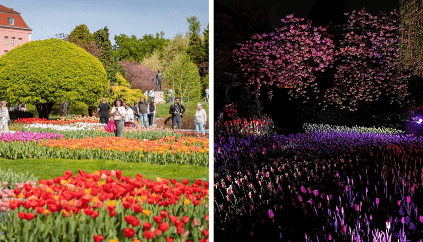Z lewej tulipany w Ogrodzie Botanicznym za dnia, obok iluminacje tulipanów nocą 