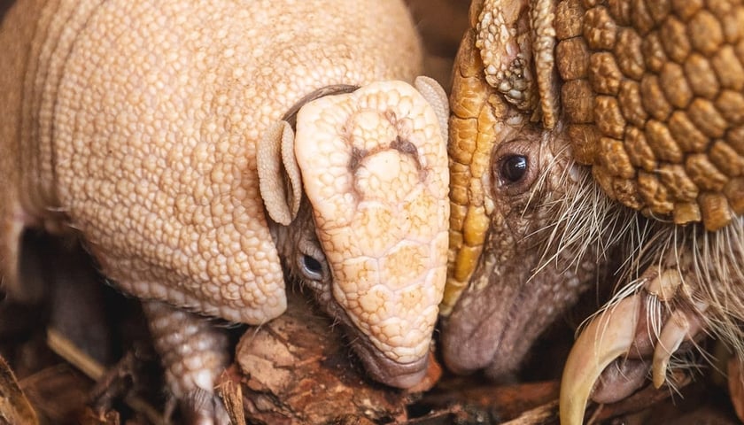 Mały pancernik Ptyś z wrocławskiego zoo razem ze swoją z mamą