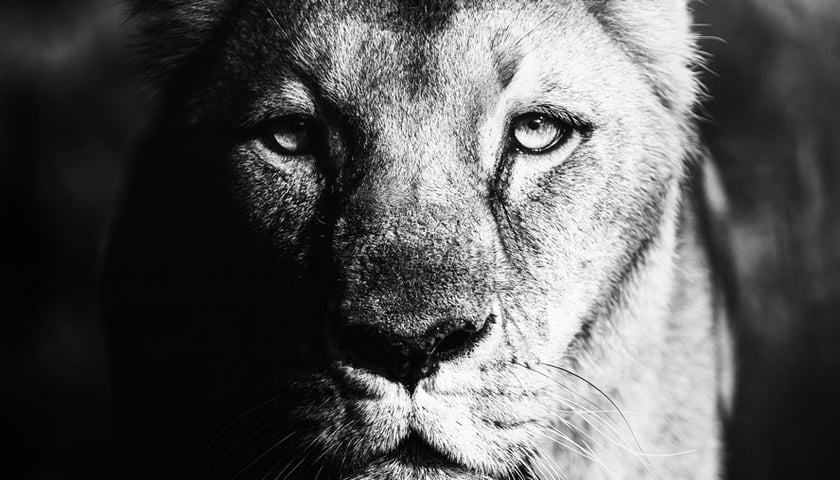 Liwca Okavango z wrocławskiego zoo nie żyje