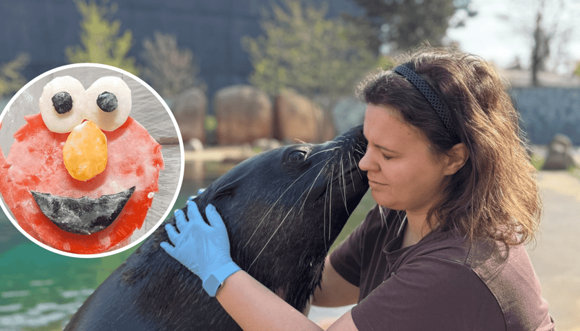 O tortach z wkładką rybną, treningu medycznym i wzbogacaniu środowiska zwierząt w zoo