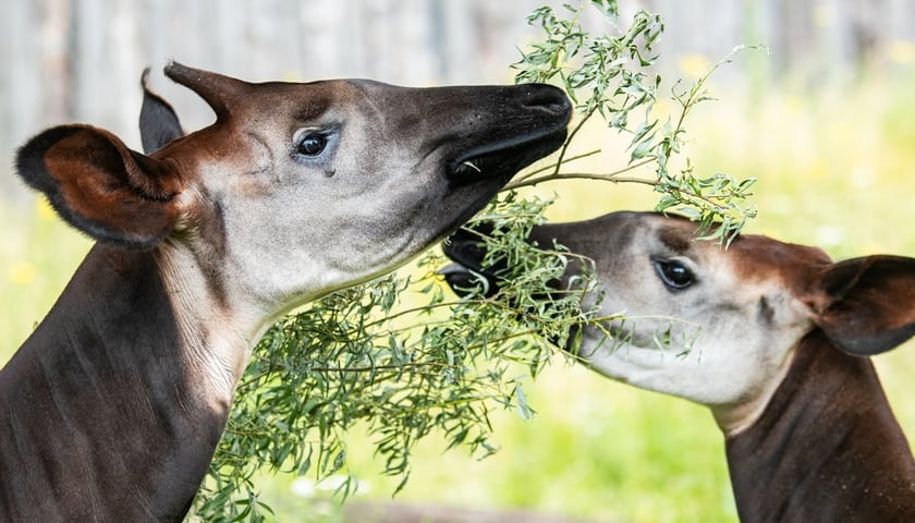 Okapi