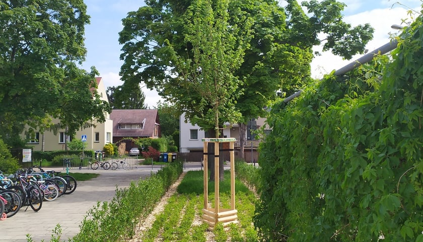 Wiosenne nasadzenia ZZM we Wrocławiu