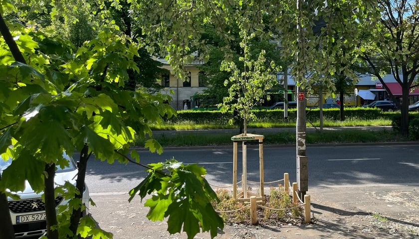 Jedno z drzewek zasadzonych w ramach wiosennych nasadzeń ZZM we Wrocławiu