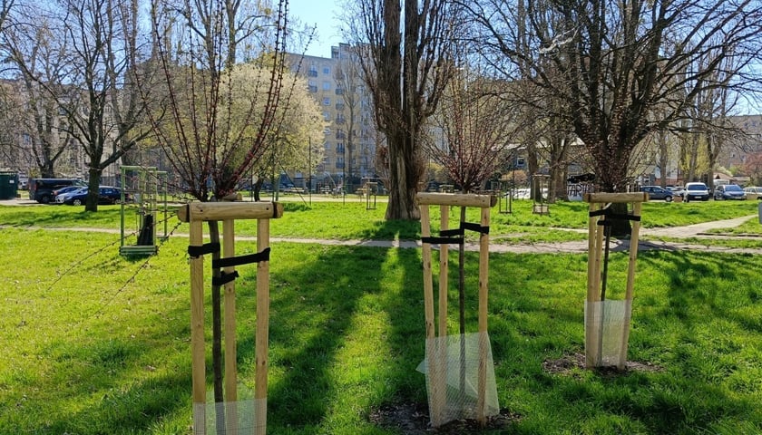 Najnowsze nasadzenia Wrocławskich Mieszkań