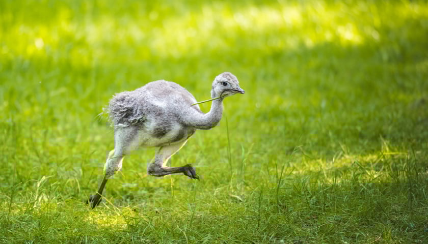 Nandu plamiste - jeden z 4 maluchów, które niedawno przyszły na świat we wrocławskim zoo