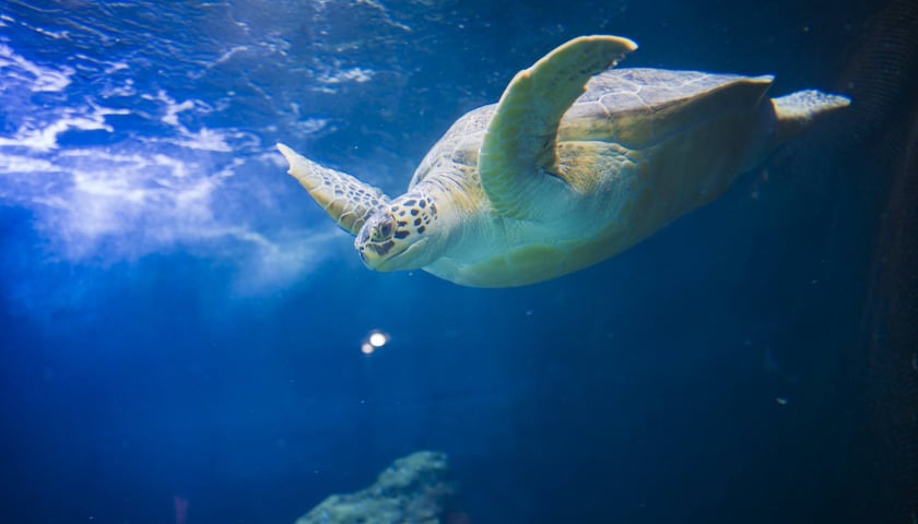 Z okazji Światowego Dnia Żółwia wrocławskie Hydropolis i ZOO Wrocław ogłosiły partnerstwo na rzecz środowiska i zagrożonych gatunków.