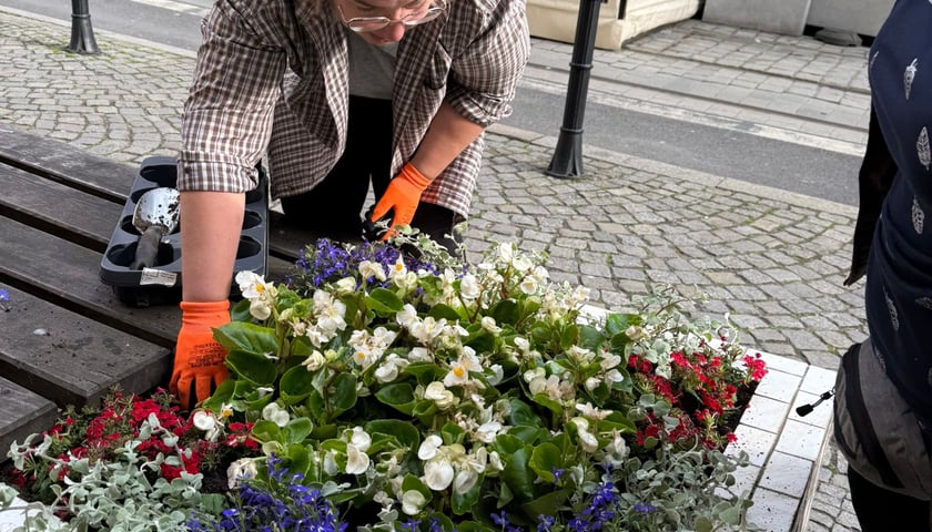 Kwiaty i byliny, które ozdobią Stare Miasto we Wrocławiu