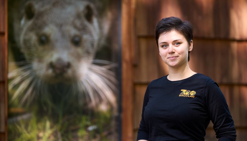 Karmienie i trening medyczny wydr, Otylii i Kajtka, mieszkających we wrocławskim zoo