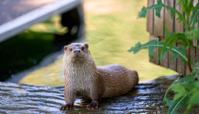Karmienie i trening medyczny wydr, Otylii i Kajtka, mieszkających we wrocławskim zoo
