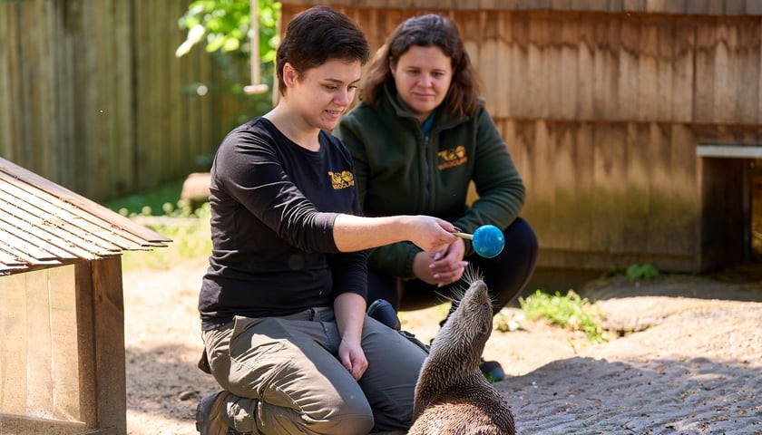 Karmienie i trening medyczny wydr, Otylii i Kajtka, mieszkających we wrocławskim zoo, na zdjęciu Katarzyna Pisula i Milena Daleczko