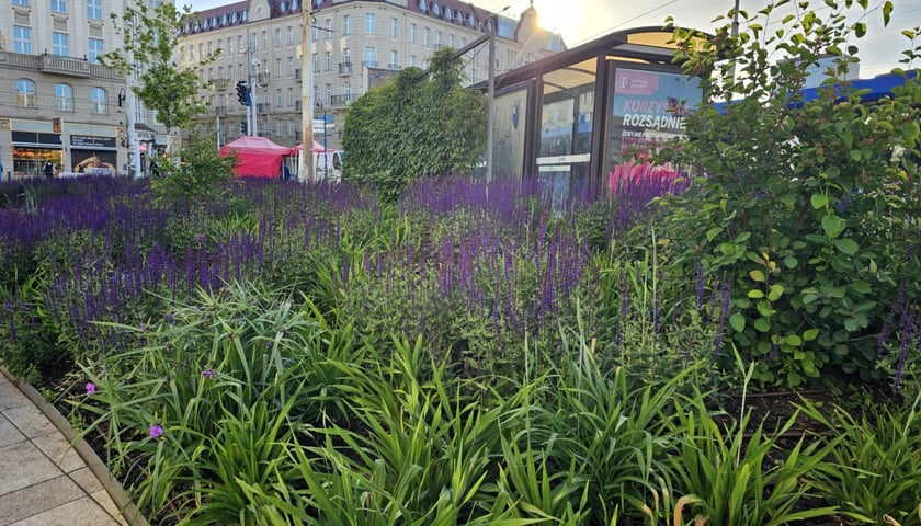 Zielony przystanek w centrum Wrocławia