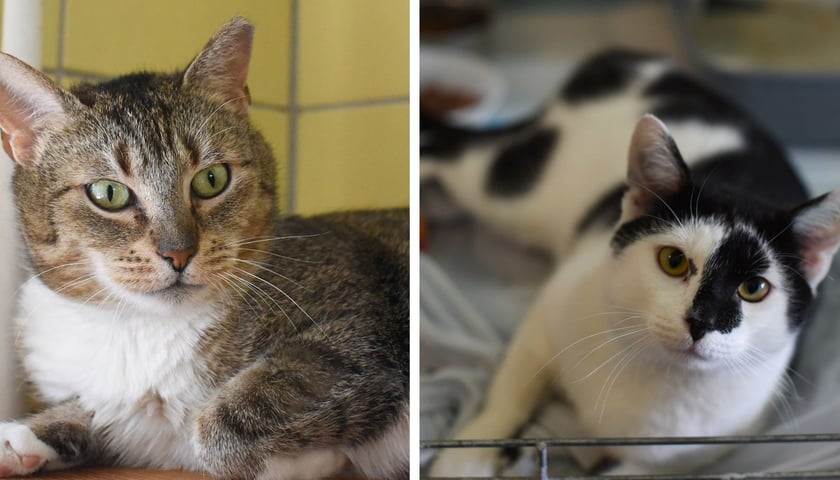 Z lewej Ferdynand, z prawej Marysia - te i wiele innych kociaków czeka na adopcję z wrocławskiego schroniska