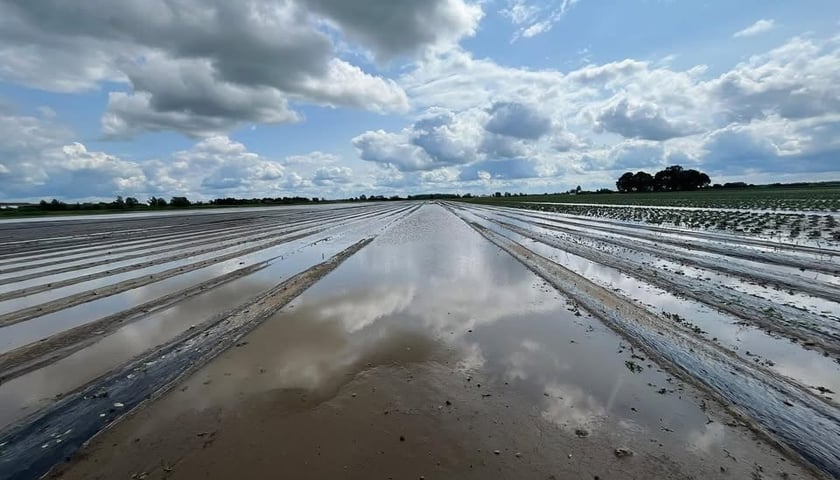 Zniszczenia na polach gospodarstwa rodziny Sznajderów pod Żmigrodem