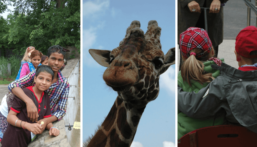 Kolaż zdjęć przedstawiających wizyty we wrocławskim zoo