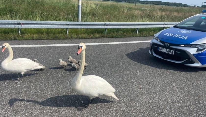 Rodzina łabędzi na drodze S8