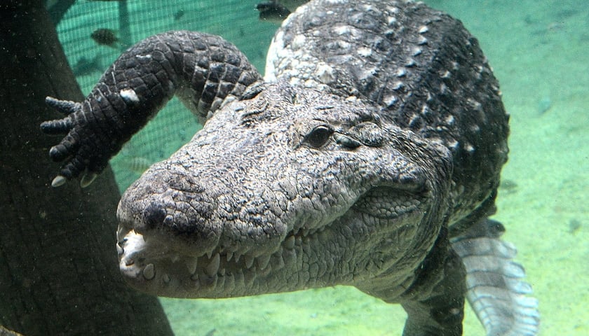 U-boot, krokodyl nilowy z wrocławskiego zoo