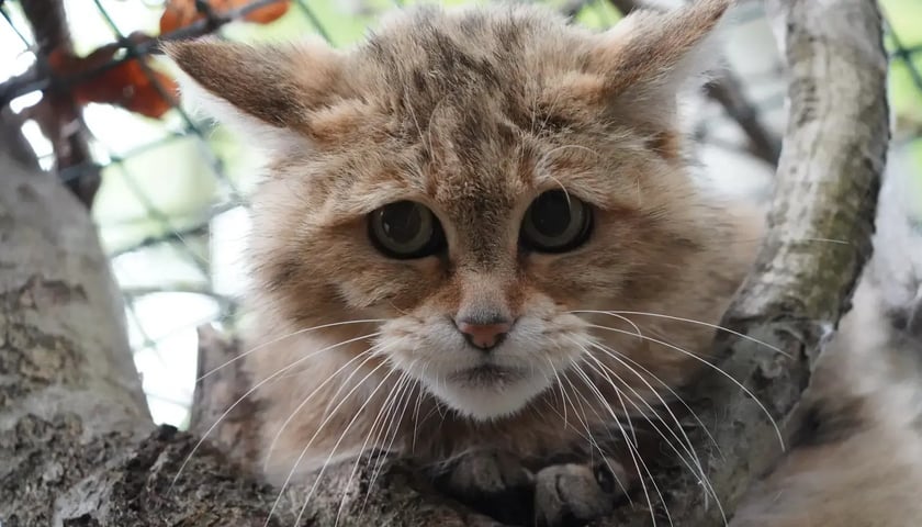Ofka, jeden ze żbików z wrocławskiego zoo
