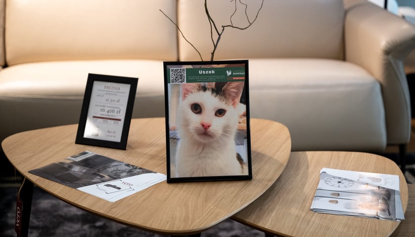 Wystawa zdjęć zwierzaków do adopcji w galerii wnętrz Domar przy ulicy Braniborskiej 14