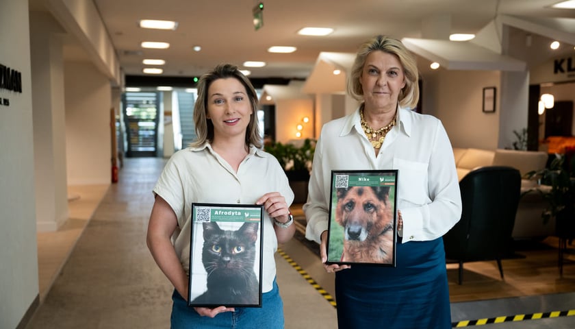 Wystawa zdjęć zwierzak&oacute;w do adopcji w galerii wnętrz Domar przy ulicy Braniborskiej 14
