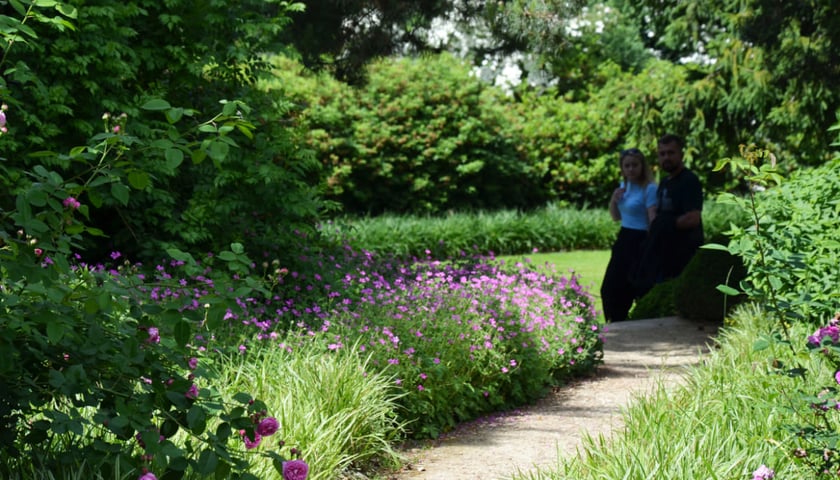Arboretum Wojsławice, czerwiec 2025